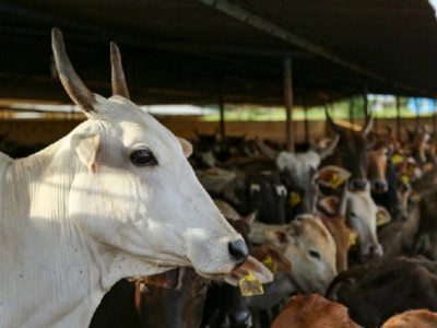 Donate to Feed Cows & Bulls - Help to Shelter